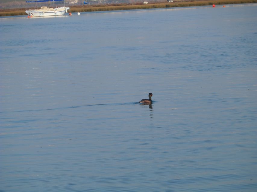 Faro: Eco-Friendly Ria Formosa Bird Watching in Solar Boat - Solar boat benefits: quiet cruising for closer views