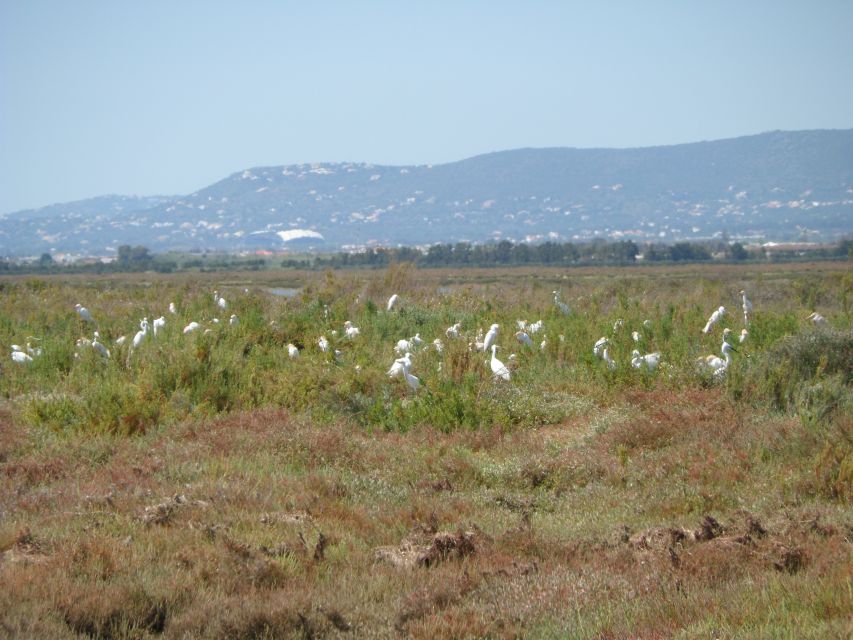 Faro: Eco-Friendly Ria Formosa Bird Watching in Solar Boat - Bird spotting support: binoculars and guides that actually help you learn