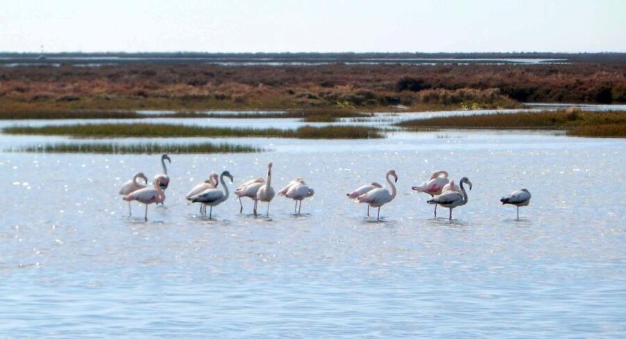 Faro: Eco-Friendly Ria Formosa Bird Watching in Solar Boat - Price value at $47: what you are paying for (and what you are not)