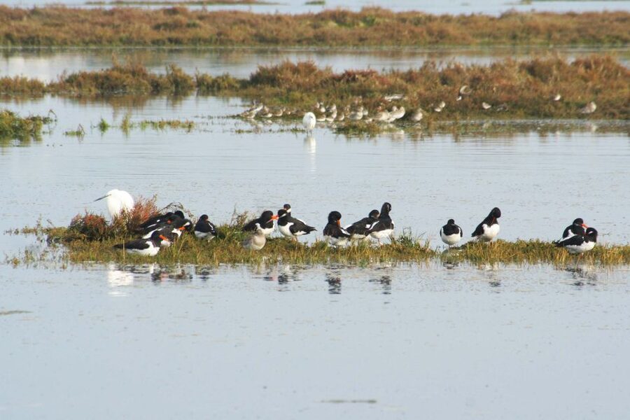 Faro: Eco-Friendly Ria Formosa Bird Watching in Solar Boat - What to bring and how to plan your timing