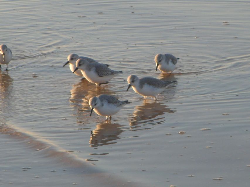 Faro: Eco-Friendly Ria Formosa Bird Watching in Solar Boat - Should you book this solar birdwatching trip from Faro?