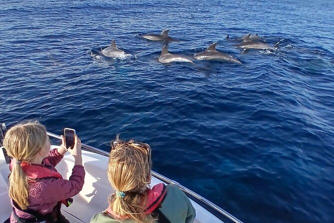 FARO Fantastic Dolphin Observation Tour and Marine Life - Key highlights you can bank on