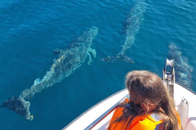 FARO Fantastic Dolphin Observation Tour and Marine Life - Getting from Faro Marina to Open Water (Without Fuss)