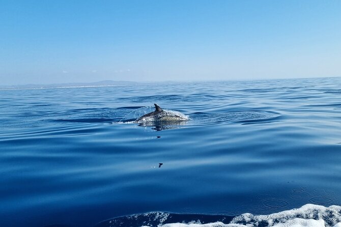 FARO Fantastic Dolphin Observation Tour and Marine Life - How Dolphin Watching Feels on This 3-Hour Trip
