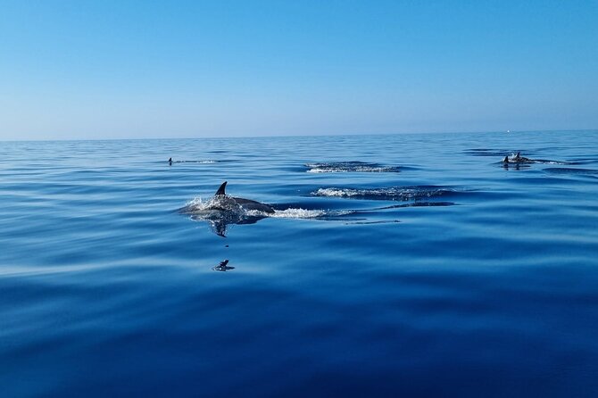 FARO Fantastic Dolphin Observation Tour and Marine Life - More Than Dolphins: Marine Life Chances