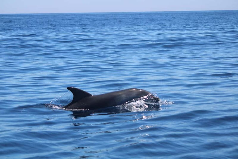 Faro: Funtastic Dolphin Watching Boat Tour - Key Highlights I’d Tell a Friend
