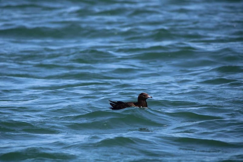 Faro: Funtastic Dolphin Watching Boat Tour - The 15-Minute Ria Formosa Cruise: Where You Learn How to Look