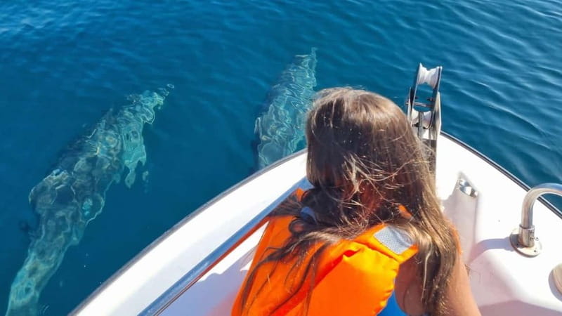 Faro: Funtastic Dolphin Watching Boat Tour - What You’ll Actually Notice When Dolphins Appear