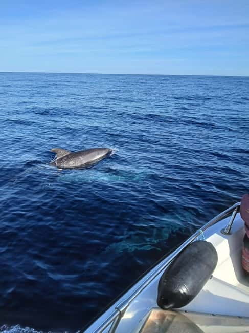 Faro: Funtastic Dolphin Watching Boat Tour - Beyond Dolphins: Spotting Whales, Turtles, Tuna, and Sharks (Without Guarantees)