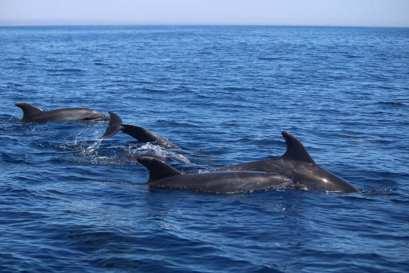 Faro: Funtastic Dolphin Watching Boat Tour - The Crew Style: Friendly, Focused, and Serious About Welfare