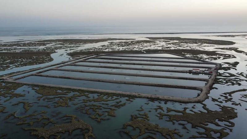 Faro: Half Day Private Tour in Ria Formosa Natural Park - Practical notes that keep your day smooth
