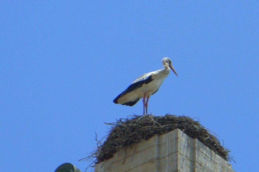 Faro Private Walking Tour - Faro’s medieval walls, not the airport, are the real starting line