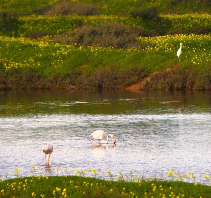 Faro: Pudim Real Boat Tours 6h guided boat tour Ria Formosa - Key highlights at a glance