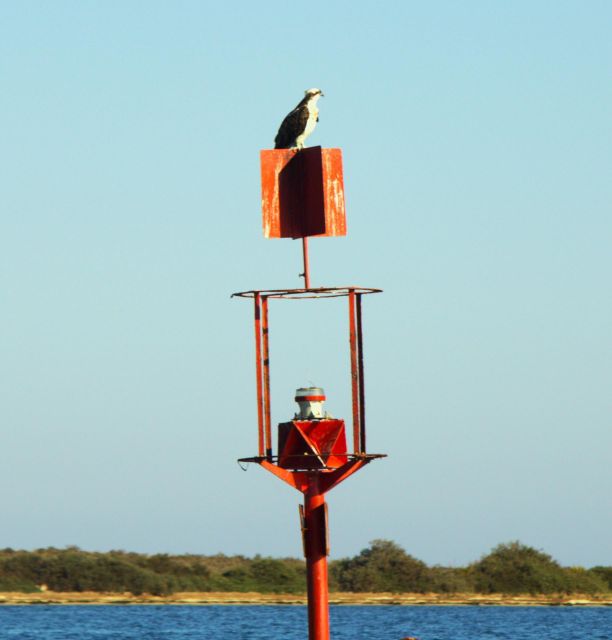 Faro: Pudim Real Boat Tours 6h guided boat tour Ria Formosa - Ria Formosa Natural Park, made practical from Faro