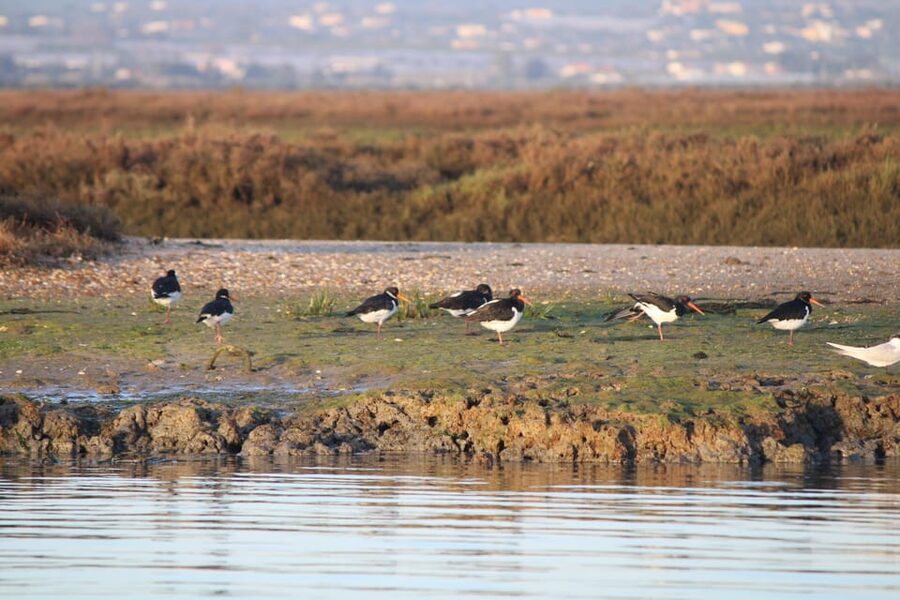 Faro: Pudim Real Boat Tours 6h guided boat tour Ria Formosa - Lunch choices in detail: bring your own vs. restaurant reservation
