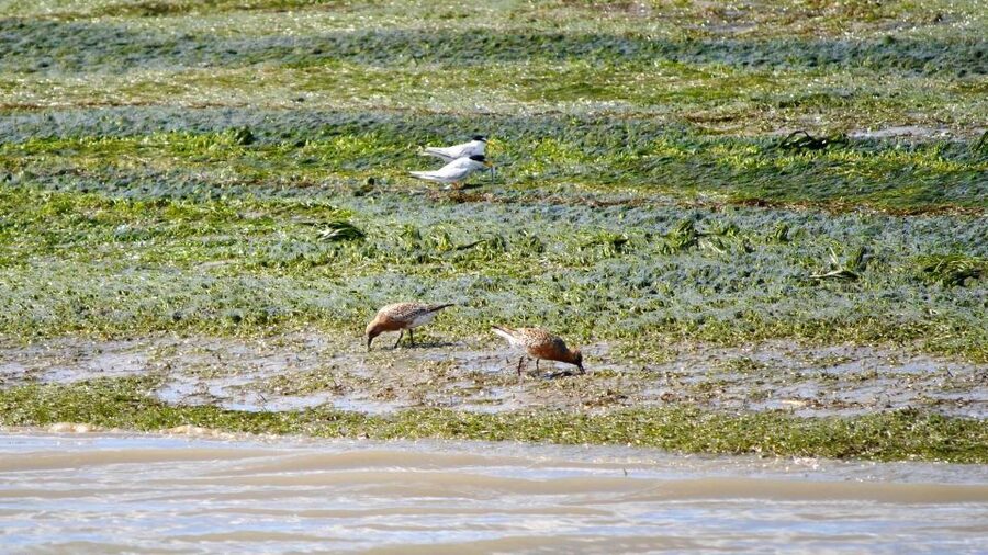 Faro: Ria Formosa Boat Tour by Eco-Friendly Solar Boat - Who should book this solar boat tour, and when