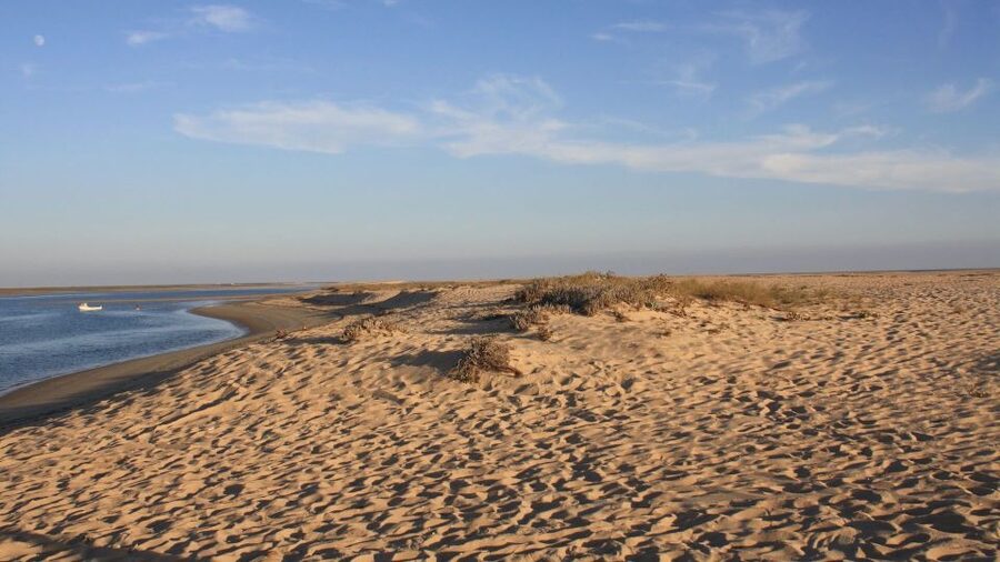 Faro: Ria Formosa Eco Birdwatching Boat Tour - Key points to know before you go