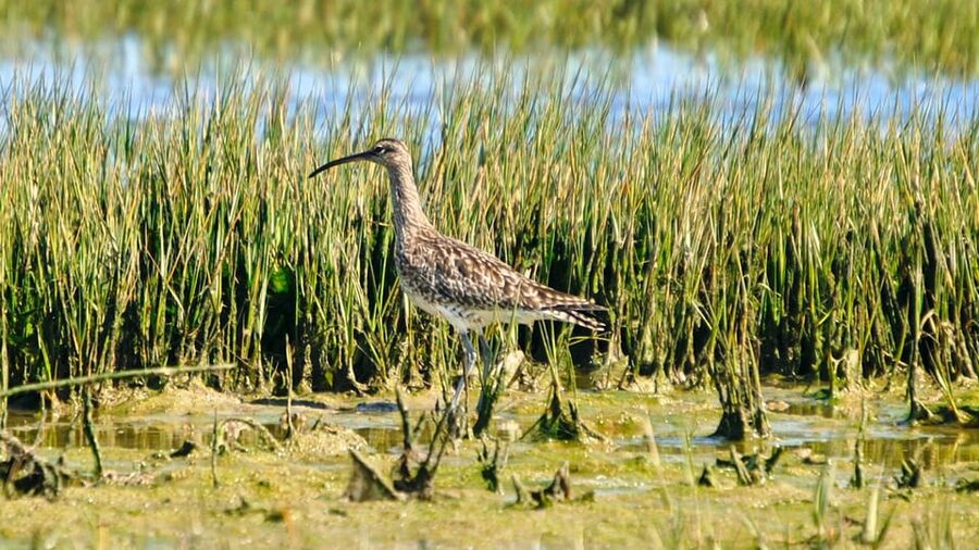 Faro: Ria Formosa Eco Birdwatching Boat Tour - What to bring for Algarve sun, wind, and quick weather shifts