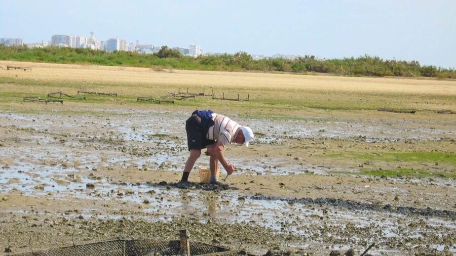 Faro: Ria Formosa Eco Birdwatching Boat Tour - What you can realistically spot: herons, spoonbills, and more