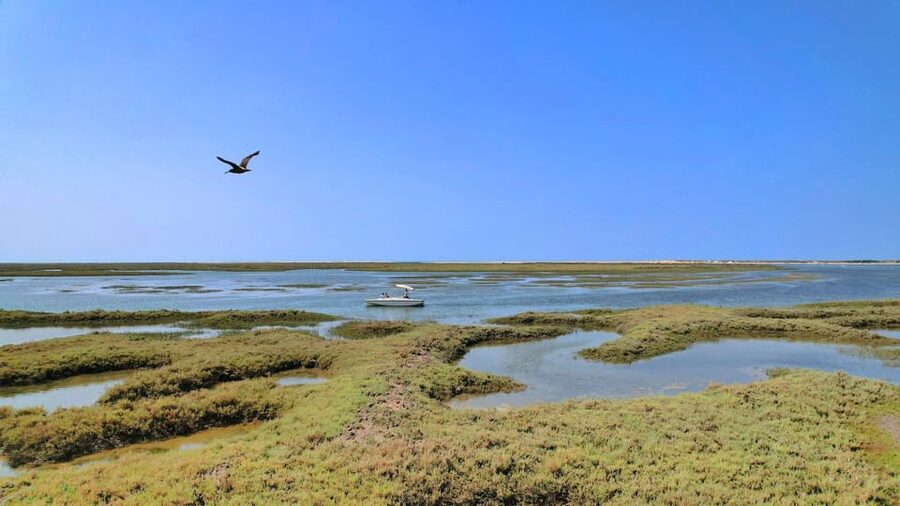 Faro: Ria Formosa Eco Birdwatching Boat Tour - Learning the lagoon’s biodiversity, not just reciting bird names