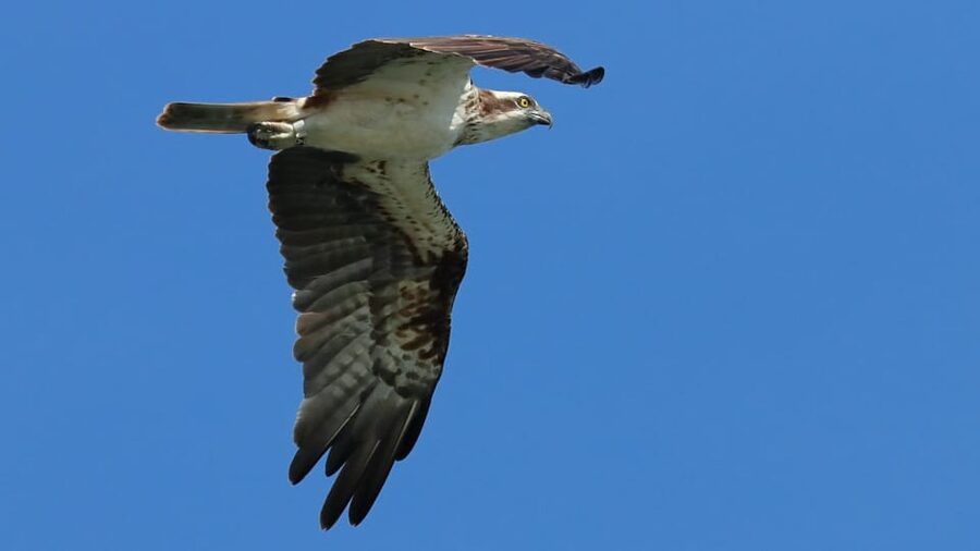 Faro: Ria Formosa Eco Birdwatching Boat Tour - Value for money: is $47 for 2 hours worth it?