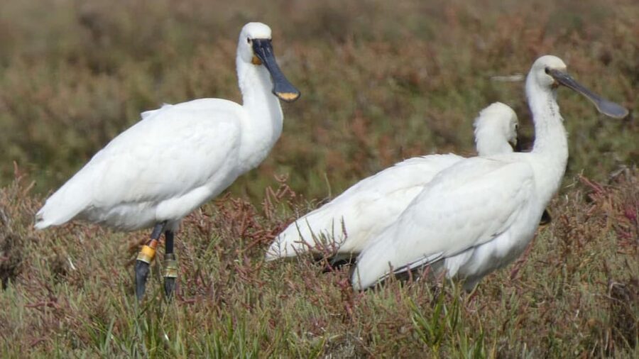 Faro: Ria Formosa Eco Birdwatching Boat Tour - Who this tour suits best, and who should skip it
