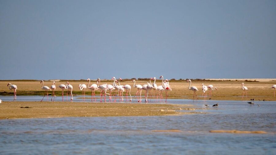 Faro: Ria Formosa Eco Birdwatching Boat Tour - Eco on a solar-powered boat: what that changes for wildlife watching