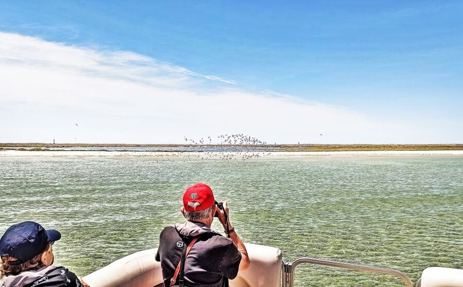 Faro: Ria Formosa Faro Islands Boat Tour - Wildlife viewing on the way back: where the guide earns their keep