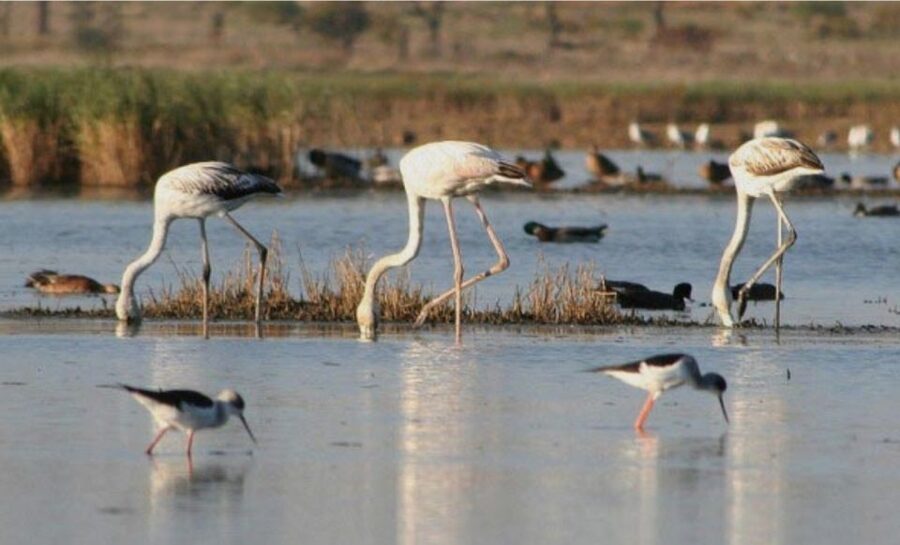 Faro: Ria Formosa Guided Sunset Tour by Catamaran - Why the Ria Formosa sunset cruise feels worth $35