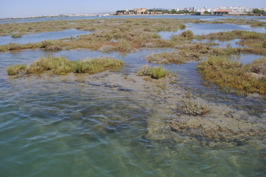 Faro: Ria Formosa Lagoon Small Boat Tour with Local Guide - Language options and the vibe onboard