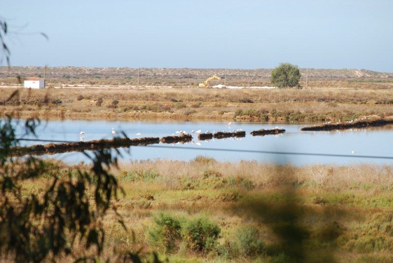 Faro: Ria Formosa Natural Park Segway Tour & Birdwatching - Key points that make this Segway birdwatching stand out