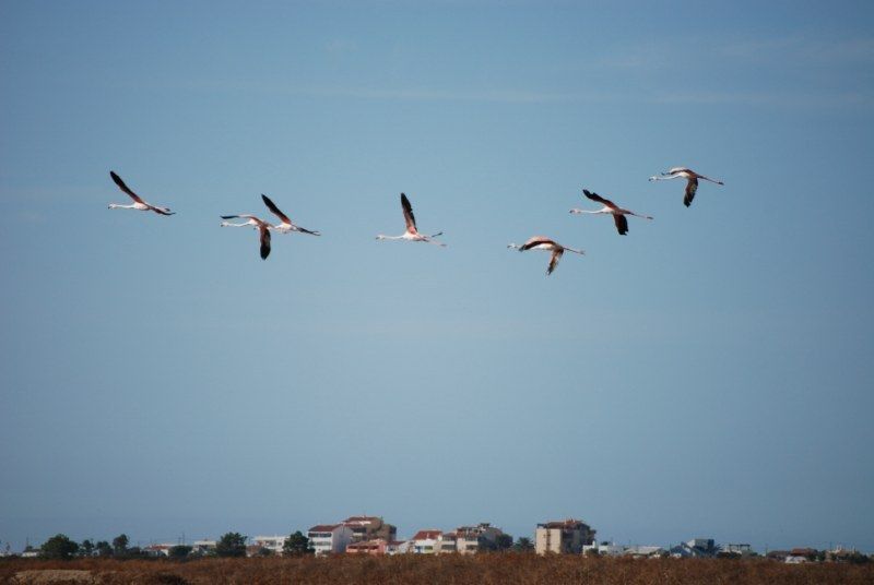 Faro: Ria Formosa Natural Park Segway Tour & Birdwatching - The Segway training: where beginners usually relax fast