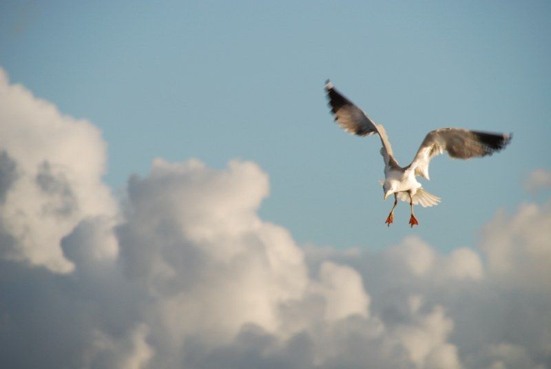Faro: Ria Formosa Natural Park Segway Tour & Birdwatching - Riding the park trails: why this route feels special