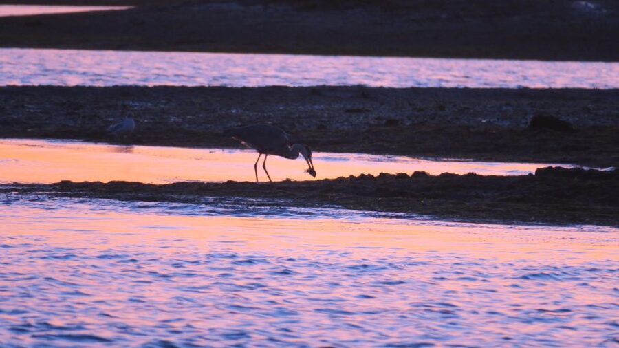 Faro: Ria Formosa Sunset Nature Boat Tour - Why the Ria Formosa sunset cruise from Faro works