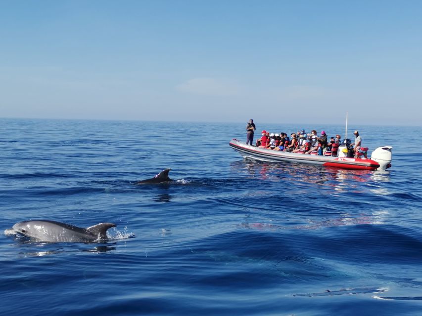 From Albufeira: Benagil Caves and Dolphins Guided Boat Tour - Meeting at Allboat Marina, Then Straight Into Algarve Water Time