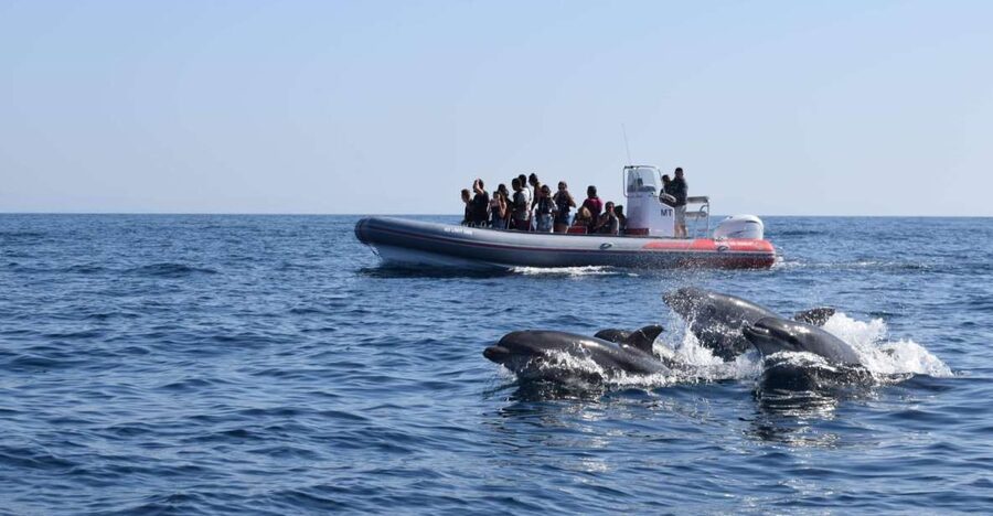 From Albufeira: Benagil Caves and Dolphins Guided Boat Tour - Cruising the Coast Between Albufeira and Benagil: The Best Kind of Sightseeing