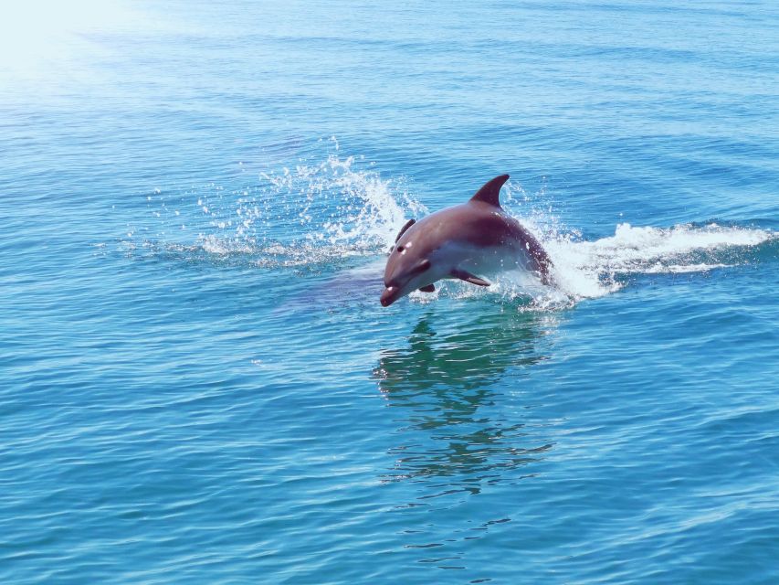From Albufeira: Benagil Caves and Dolphins Guided Boat Tour - Safety and What Is Included (and What Is Not)
