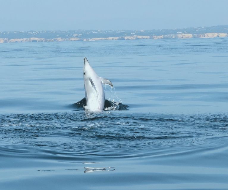 From Albufeira: Benagil Caves and Dolphins Guided Boat Tour - Price and Value: Is $35 Worth It for 2.5 Hours?