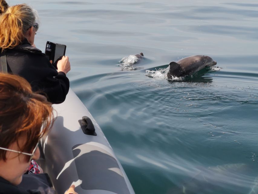 From Albufeira: Benagil Caves and Dolphins Guided Boat Tour - Who Should Book This Tour, and Who Should Skip It