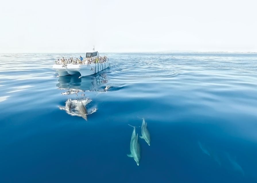 From Albufeira: Dolphins and Caves 2.5-Hour Boat Trip - Key Highlights You’ll Actually Care About