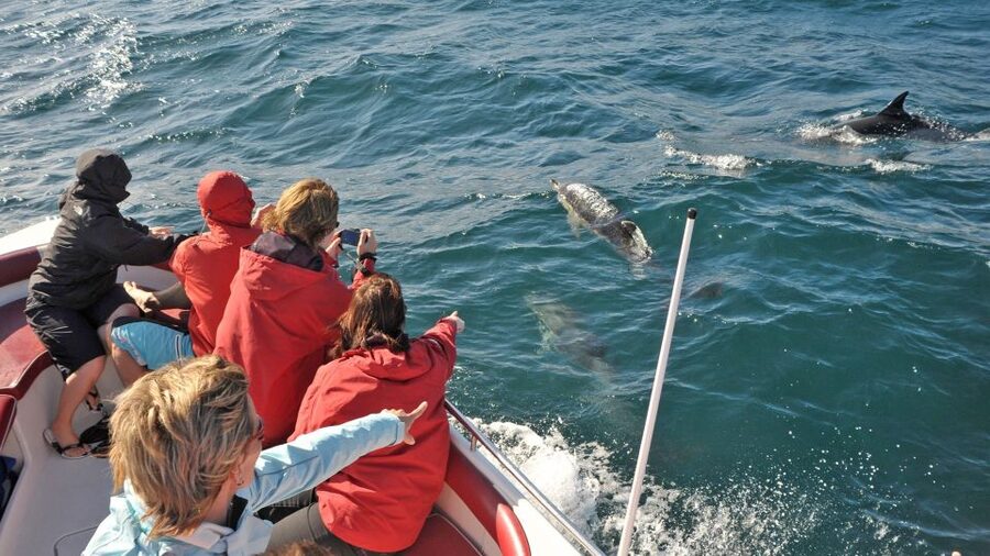 From Albufeira: Dolphins and Caves 2.5-Hour Boat Trip - Albufeira Marina: Getting Onboard the Belize Terceiro