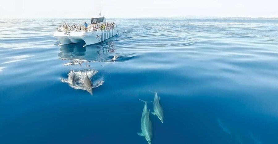 From Albufeira: Dolphins and Caves 2.5-Hour Boat Trip - Algarve Caves and Rock Formations: What You’ll See From the Water