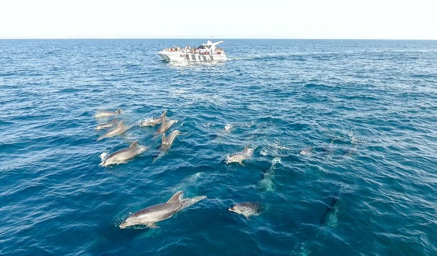 From Albufeira: Dolphins and Caves 2.5-Hour Boat Trip - Crew and Guide Energy: Why It Feels Like More Than a Tour