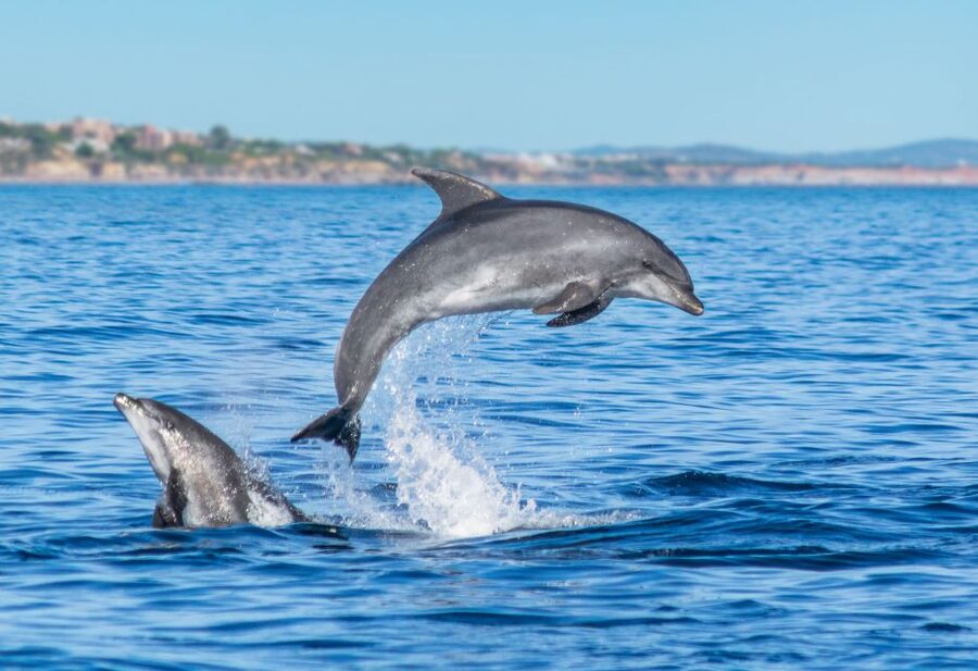 From Albufeira: Dolphins and Caves 2.5-Hour Boat Trip - Who This Trip Fits Best in Your Plans