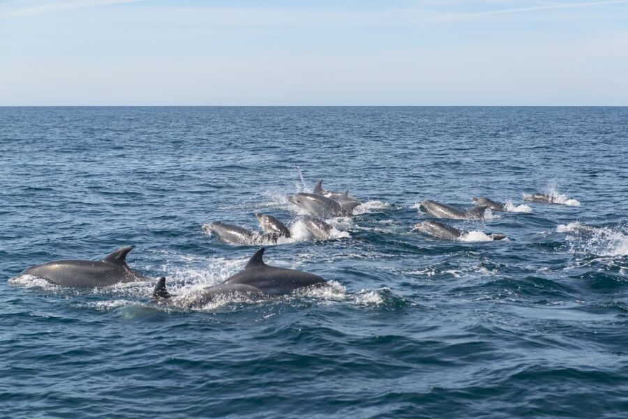 From Albufeira: Dolphins and Caves 2.5-Hour Boat Trip - Should You Book This Albufeira Dolphins and Caves Trip?