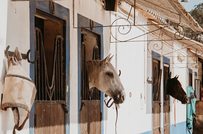 From Albufeira: Horse Riding Tour with Pickup - Price and value: is $78.64 a good deal?