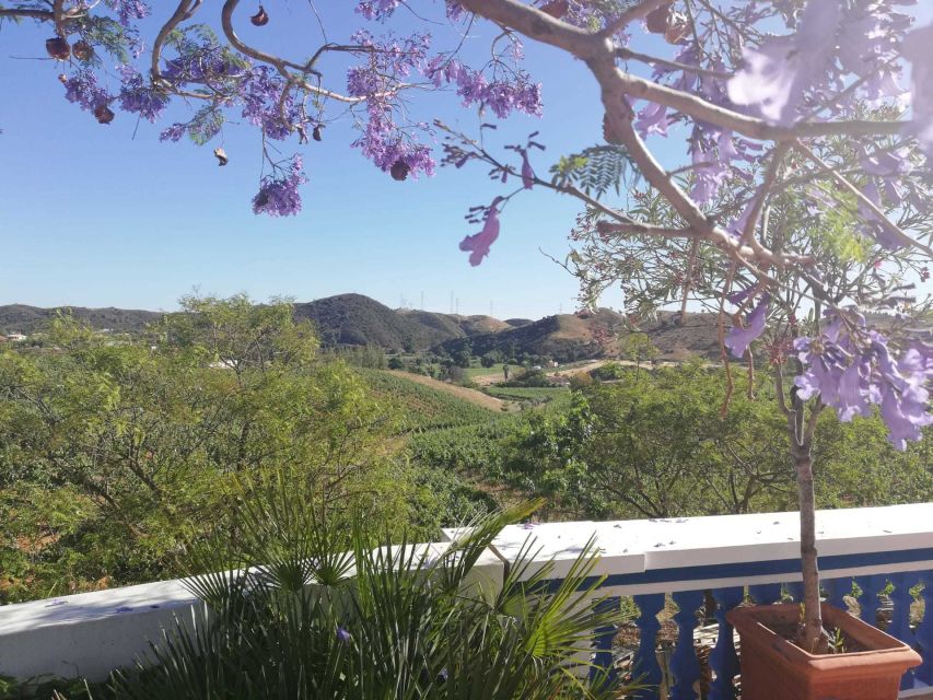 From Albufeira: Wine Tasting & Historic Silves Tour - The Scenic Drive to the Vineyard: Where the Wine Country Starts