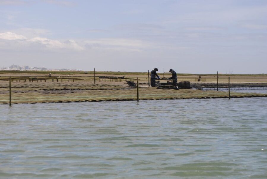 From Faro: 2-Hour Guided Bird Watching Boat Trip - Key things you will notice on the boat