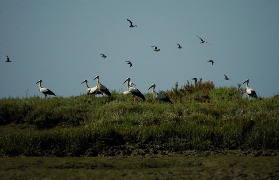 From Faro: 2-Hour Guided Bird Watching Boat Trip - Park channels and the first bird wave