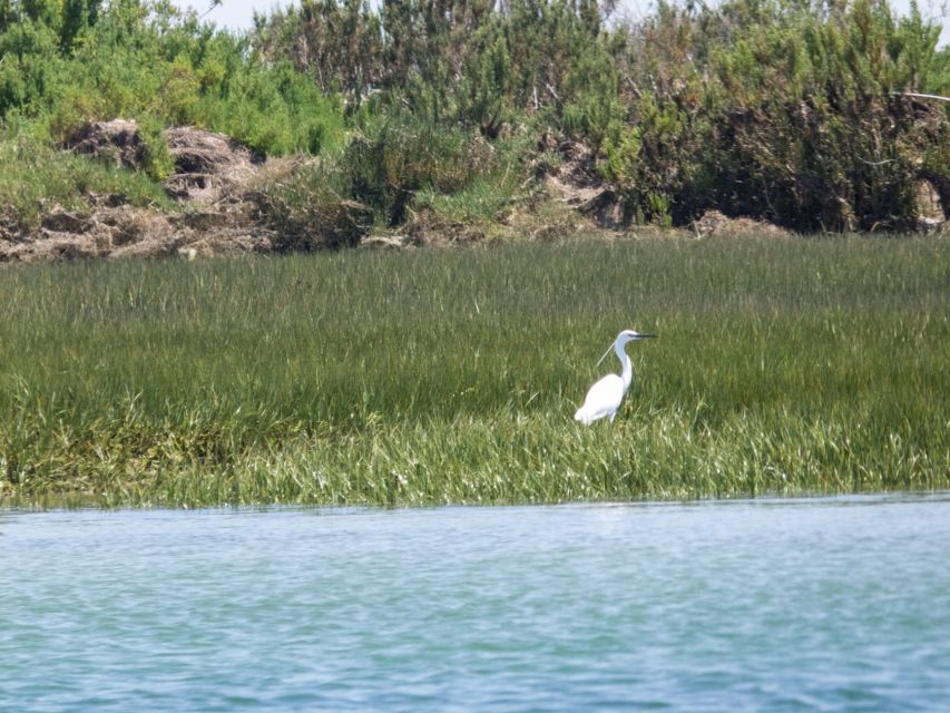 From Faro: 2-Hour Guided Bird Watching Boat Trip - The stop at the lagoon-sea meeting point and your brief beach moment
